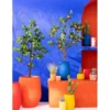 Drzewko sztuczne ORANGE 130 cm