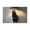Lampa podłogowa Koń Horse Black Beauty czarna