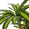 Sztuczna roślina DRACAENA 140 cm