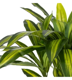 Sztuczna roślina DRACAENA 110 cm