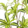 Sztuczna roślina DRACENA 210 cm