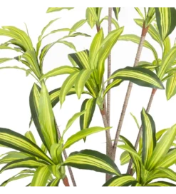 Sztuczna roślina DRACENA 210 cm