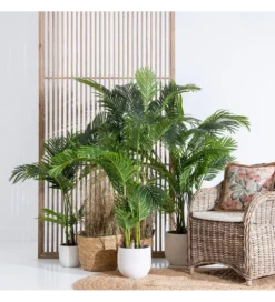 Sztuczna roślina PALMERA 170 cm