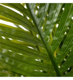 Sztuczna roślina PALMERA 170 cm
