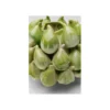 Wazon FICHI 14 cm zielony